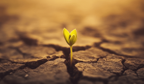 Metro HR Building Resilience - plant growing through cracked ground