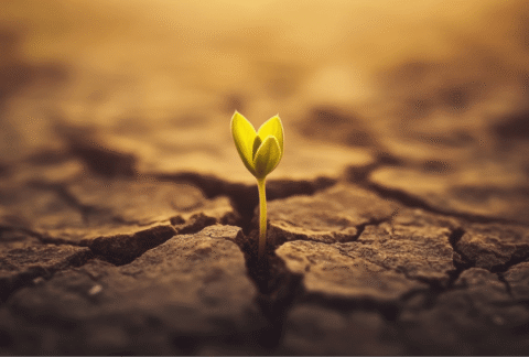 Metro HR Building Resilience - plant growing through cracked ground